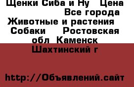 Щенки Сиба и Ну › Цена ­ 35000-85000 - Все города Животные и растения » Собаки   . Ростовская обл.,Каменск-Шахтинский г.